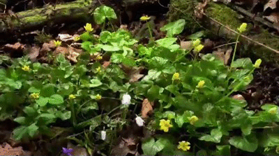 Waldsteinia Fragariodes Plant Blooming GIF