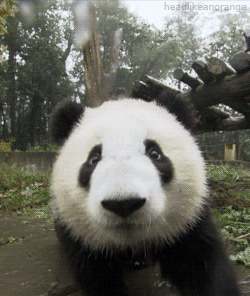 Walking Cute Panda GIF