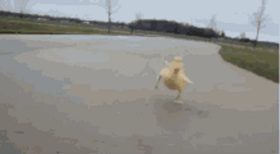 Walking Duck Cute Fast Run Waddle GIF