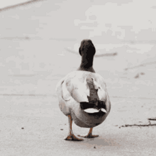Walking Duck Funny Animal Cute Waddle GIF
