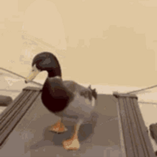 Walking Duck Funny Treadmill Gym Exercise GIF