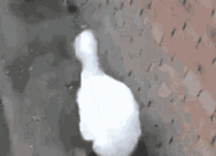 Walking Duck Funny Waddle Dance Shake GIF