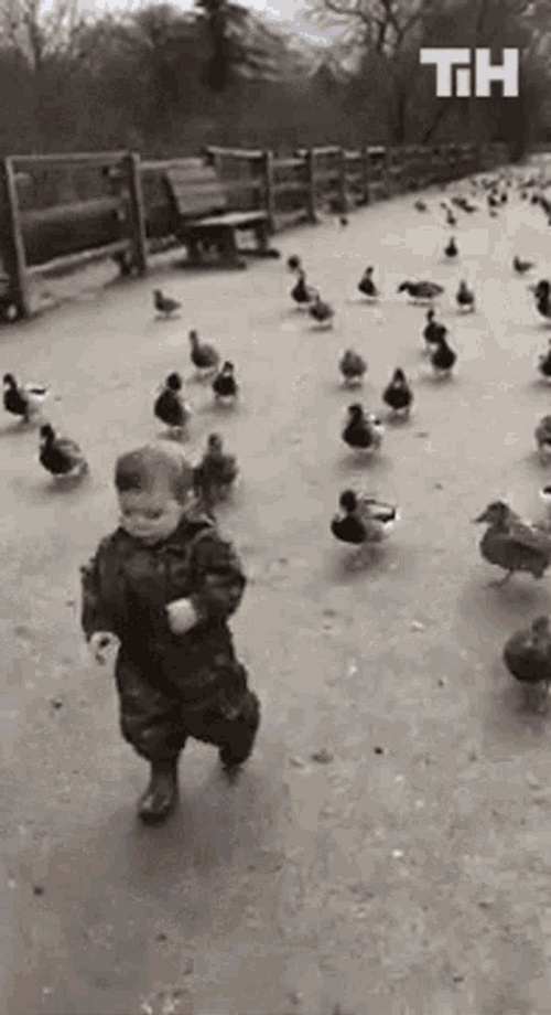 Walking Ducks Follow Cute Boy Park GIF