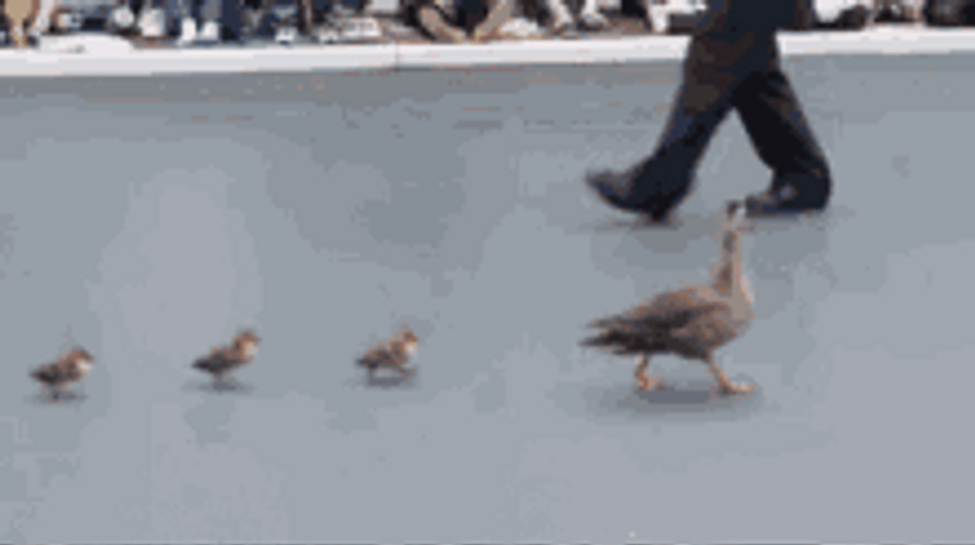 Walking Ducks Parade Follow Mother Crowd GIF