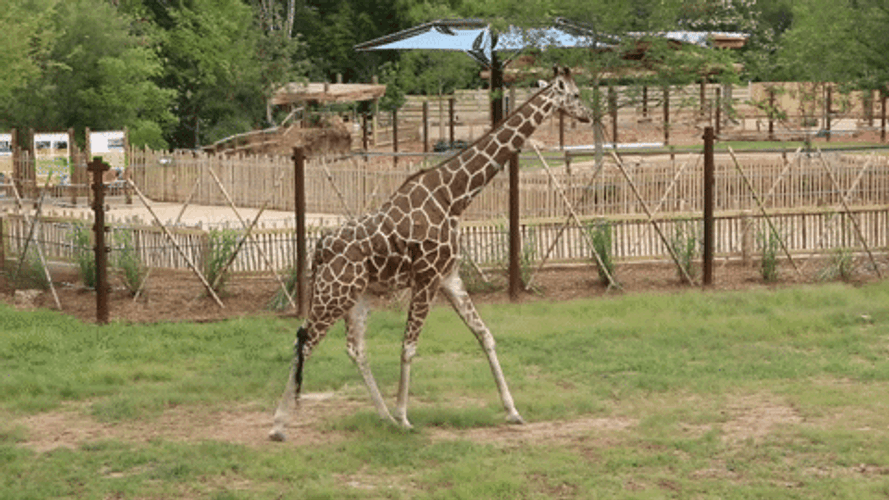 Walking Giraffe Animal GIF.