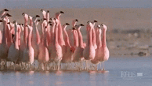 Walking Group Of Flamingo GIF