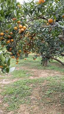 Walking In Orange Farm GIF