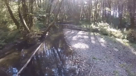 Walking In The Swamp Side GIF
