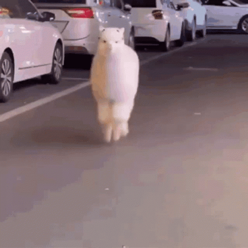 Walking Llama Parking GIF