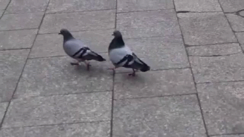 Walking Pigeon Swag GIF