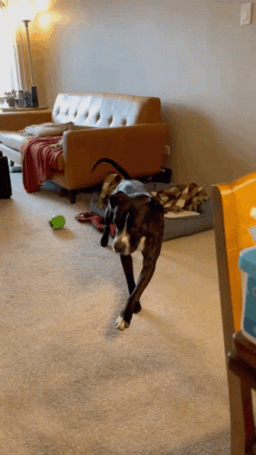 Walking Pitbull    GIF