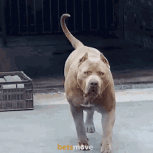 Walking Pitbull  GIF
