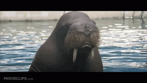 Walrus In Water Movieclips.com GIF