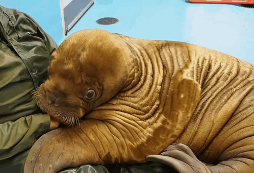 Walrus Laying Down on Blue Surface