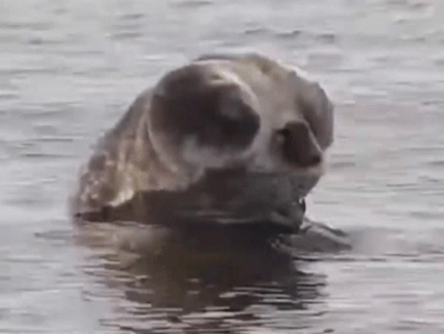 Walrus Laying in Tub of Water Pouring Out