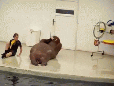 Walrus Laying on Back Next to Sitting Man