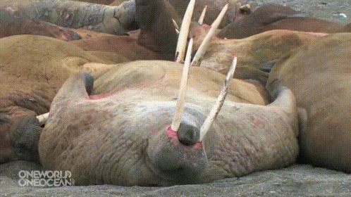 Walrus Laying On Ground With Open Mouth GIF