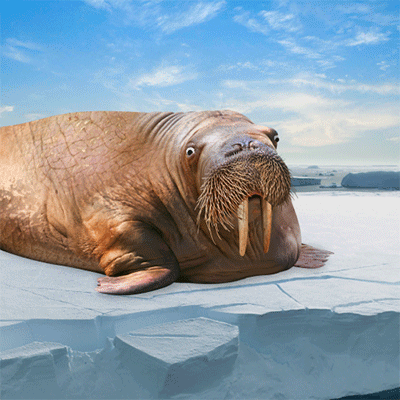 Walrus Laying On Ice Looking At Camera GIF