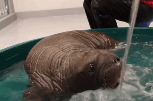 Walrus Lying in Tub With Water Pouring Out
