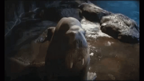 Walrus Lying on Rock with Open Mouth
