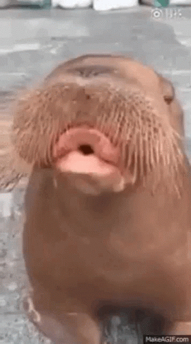 Walrus Mouth Open Tongue Out