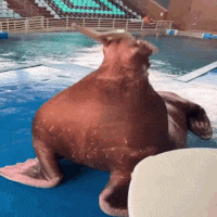 Walrus On Its Back On Blue Surface GIF