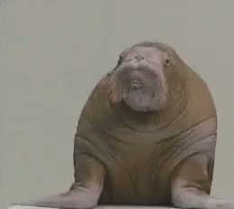 Walrus on Pool Edge Looking
