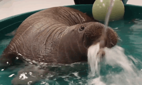 Walrus Playing with Ball in Bucket of Water