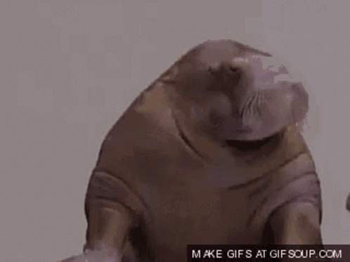 Walrus Saying Indeed Indeed Indeed Indeed GIF