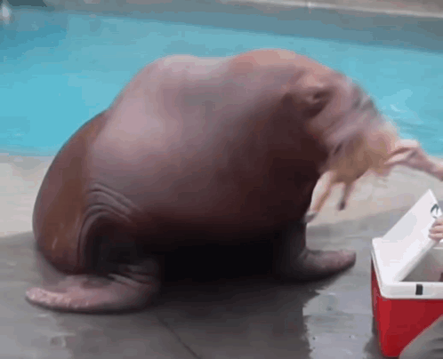 Walrus Sitting Next to Red Cooler in Water
