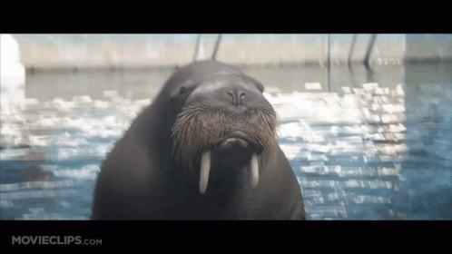 Walrus Swimming in Water