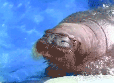 Walrus Water Spit To Camera GIF