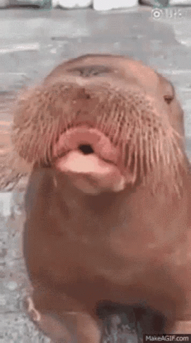 Walrus With Long Beard Staring Open Mouth GIF