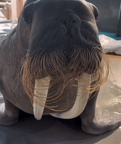 Walrus With Very Long Beard and Tusks
