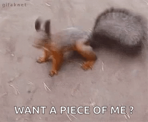 Want A Piece Of Me Squirrel Meme GIF
