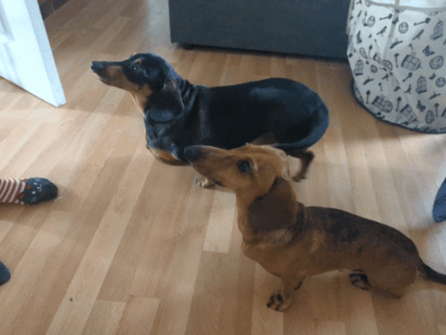 Want Something Wiener Dog GIF