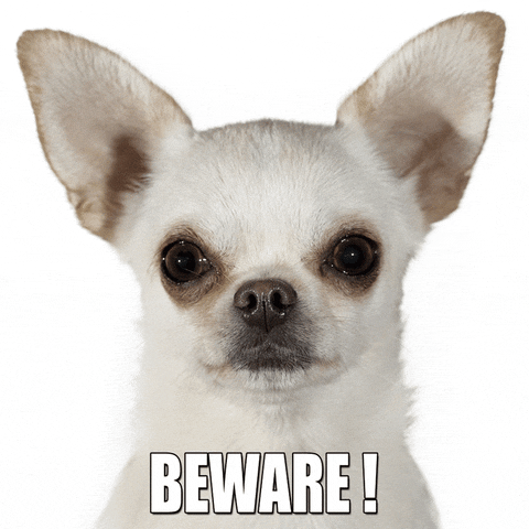 Warning Beware Of Chihuahua GIF