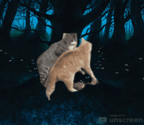Warrior Cats GIF