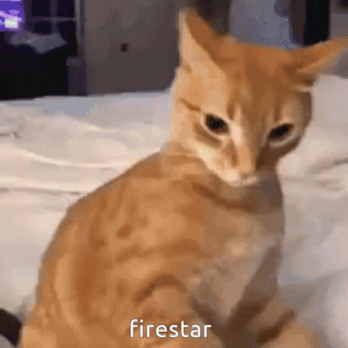Lovely Warrior Cats Firestar GIF