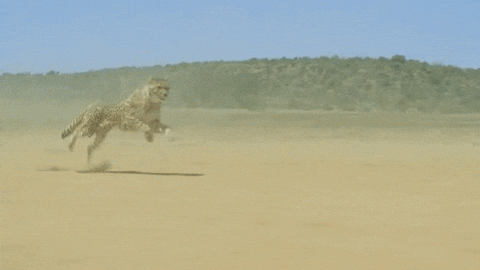 Warrior Cheetah Running In The Dessert GIF