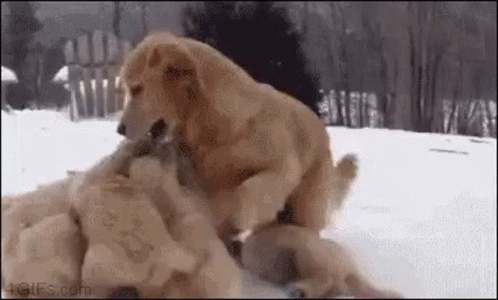 Warriors Come Out And Play Dog Family GIF