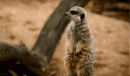 Wary Little Meerkat Standing Cautiously GIF