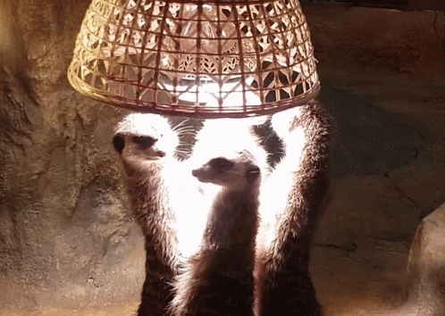 Wary Meerkats Watchful Eyes GIF