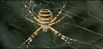Wasp Spider Trapping Insect GIF