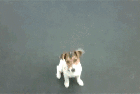Wasted Dog Acting GIF