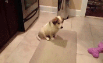Wasted Dog Catch Play Fail GIF