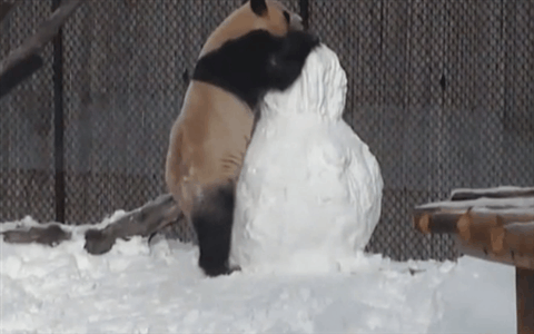 Wasted Panda Stunt GIF