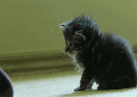 Wasted Sleepy Kitten Fall GIF
