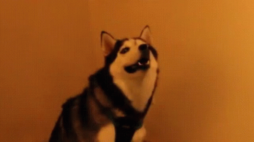 Husky Doggo Wat GIF