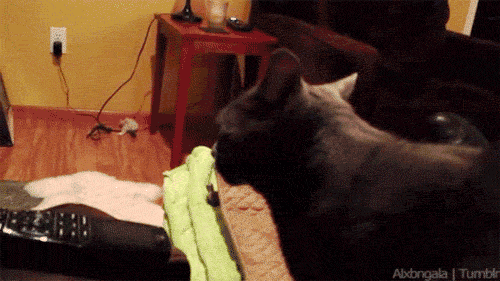 The Cat Is Like Wat GIF